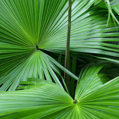 Saw Palmetto y pérdida de cabello: ¿mito o realidad?