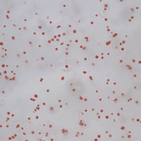 Gommage Actif Anti-Chute